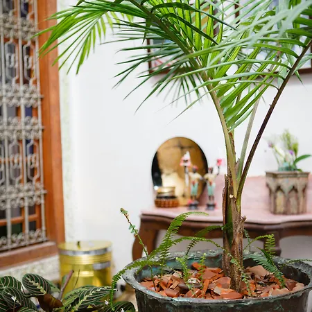 Riad Idrissy-2